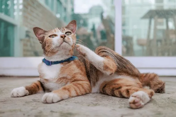 How Do I Know If My Cat Has Worms?