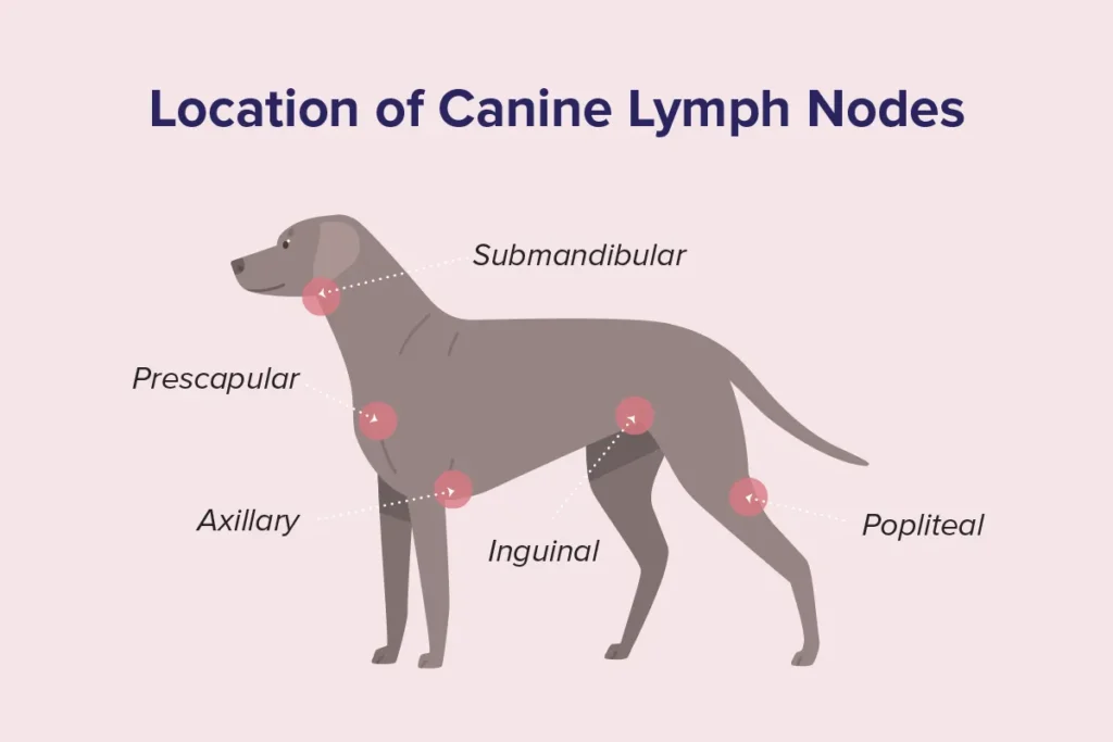 location of canine lymph nodes