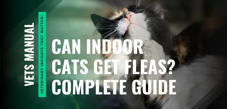 Can Indoor Cats Get Fleas? Shocking Truths