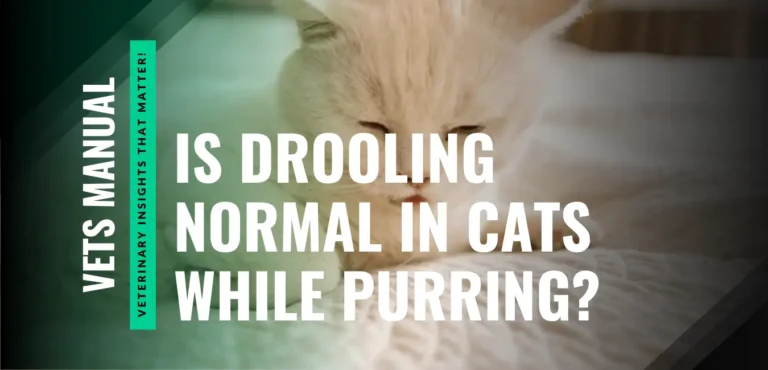 Is It Normal for Cats to Drool While Purring?