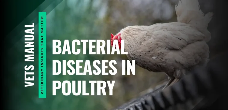 12 Most Dangerous Bacterial Diseases in Poultry in 2026