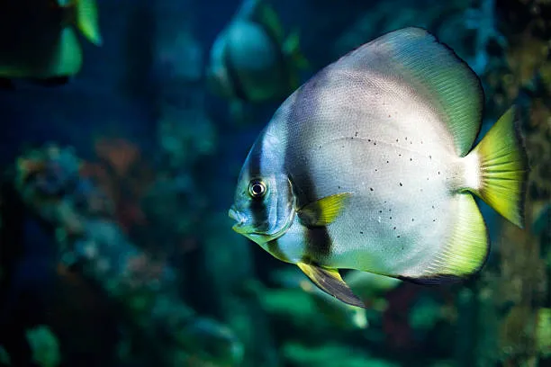Batfish