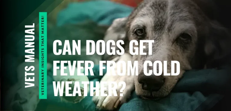 Can Dogs Get Fever from Cold Weather? Some Shocking Facts