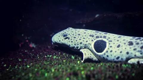 Epaulette Shark