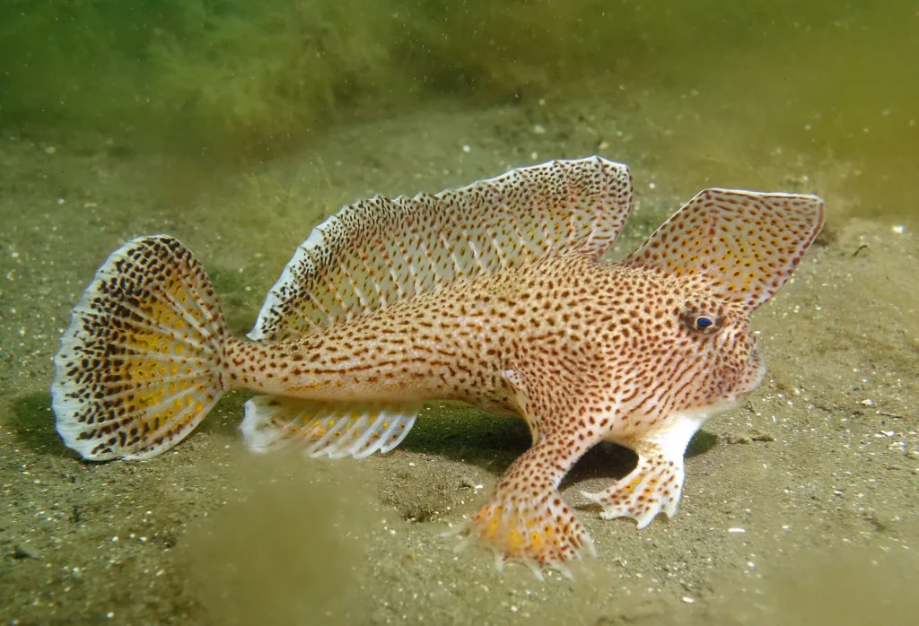Top 10 Fish with Legs That Fascinate the World