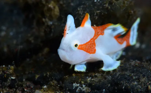 Frogfish