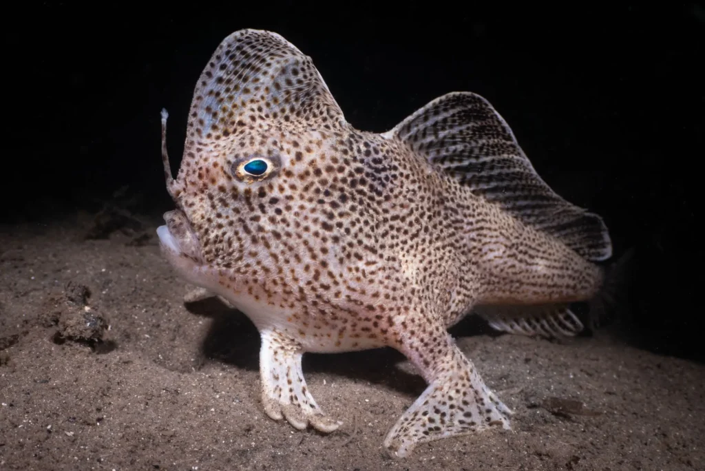 Handfish