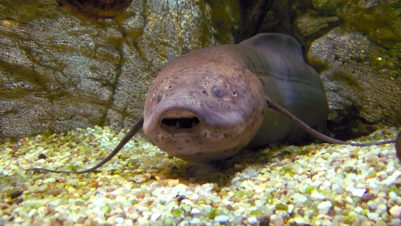 Lungfish