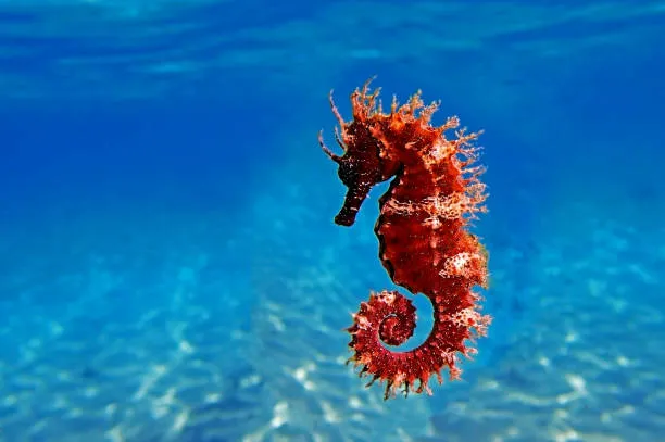 Seahorse