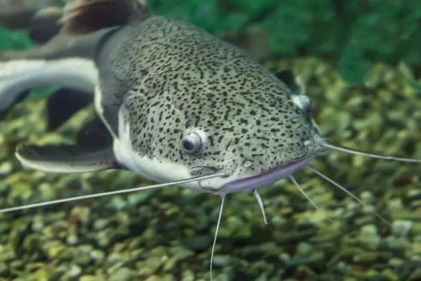 Walking Catfish