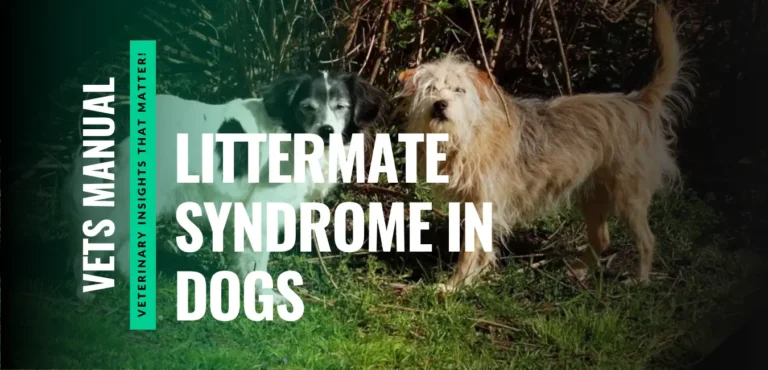 What is Littermate Syndrome in Dogs - Signs and Risks