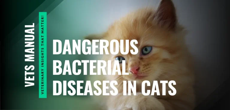 12 Dangerous Bacterial Diseases in Cats That Owners Overlook