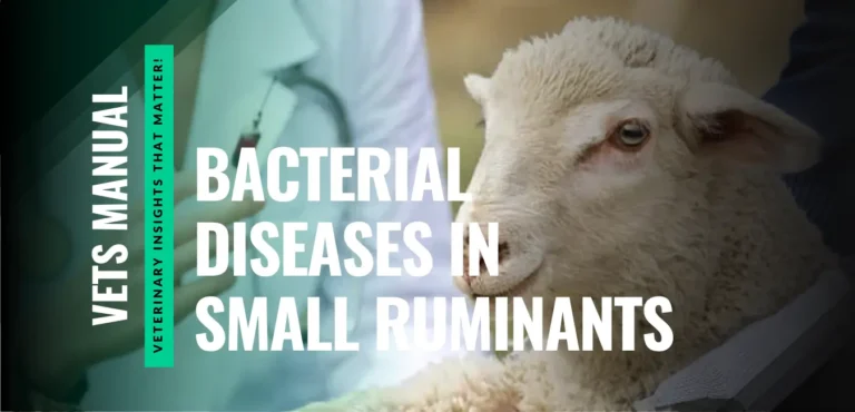 15 Most Common Bacterial Diseases in Small Ruminants