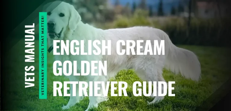 English Cream Golden Retriever - Traits, Care & Cost (2026)