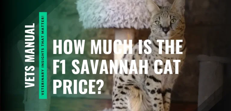 What is the F1 Savannah Cat Price? Complete Guide