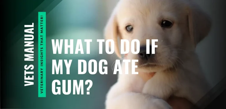 What to Do If My Dog Ate Gum? Symptoms, Risks, and Treatment