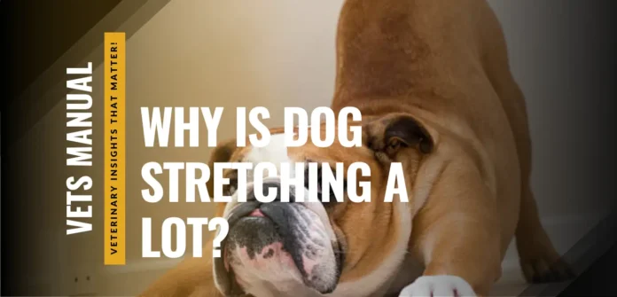 Why is My Dog Stretching a Lot? Shocking Facts and Causes