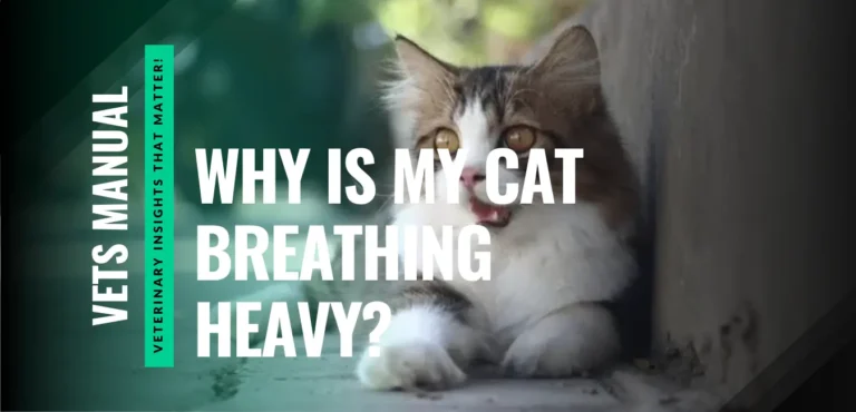 Why is My Cat Breathing Heavy? Causes, Treatment, & Prevention