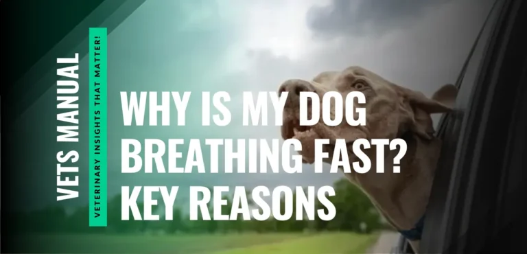 Why Is My Dog Breathing Fast? Causes and Symptoms