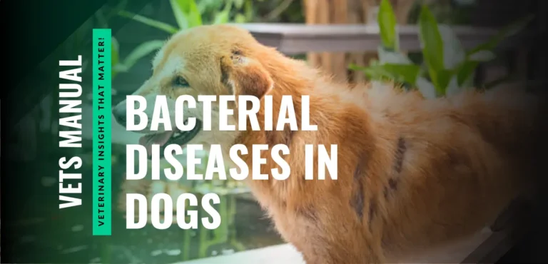 12 Most Common and Life-Threatening Bacterial Diseases in Dogs