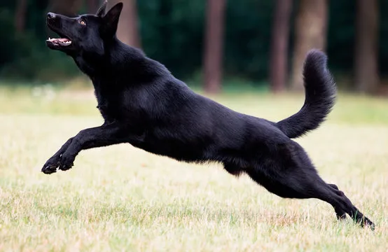 Black German Shepherd