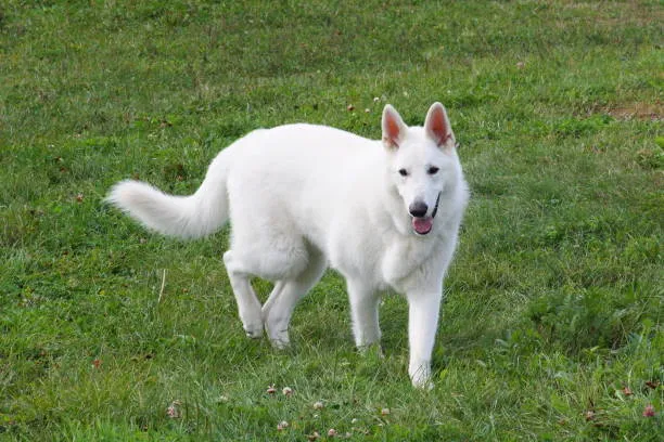 White German Shepherd