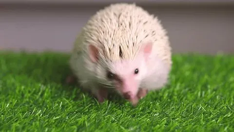 An Albino Hedgehog!