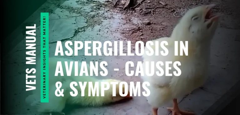 Aspergillosis in Avians - Causes, Symptoms, and Treatment