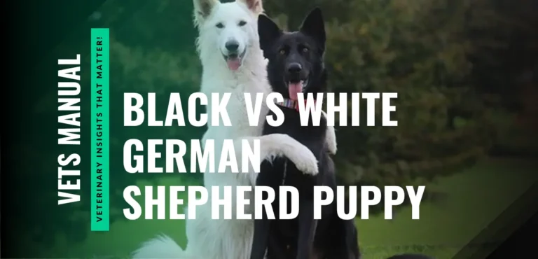 Black German Shepherd Puppy vs White German Shepherd Puppy