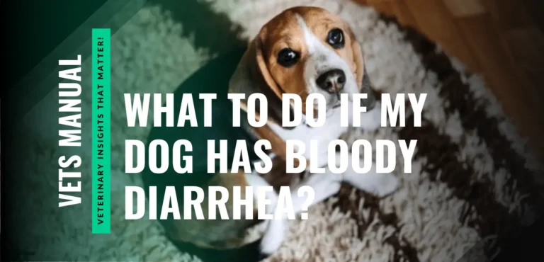 What to Do If My Dog Has Bloody Diarrhea? Causes & Treatment
