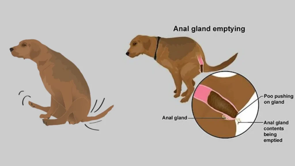 Emptying of Anal Glands of Dog