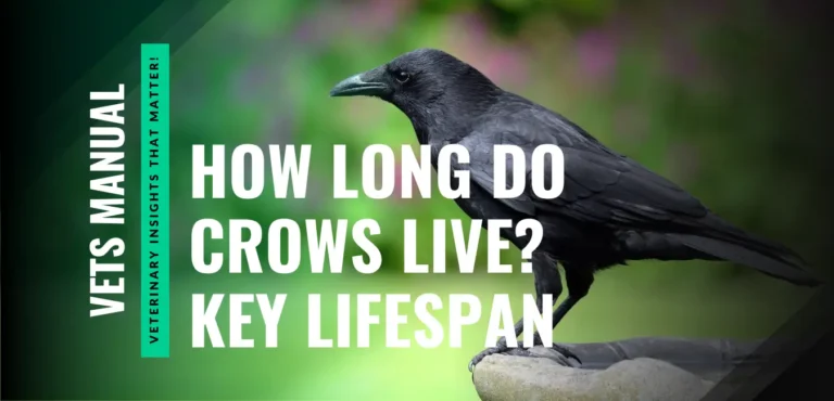 How Long Do Crows Live in Captivity and Wild? Average Lifespan
