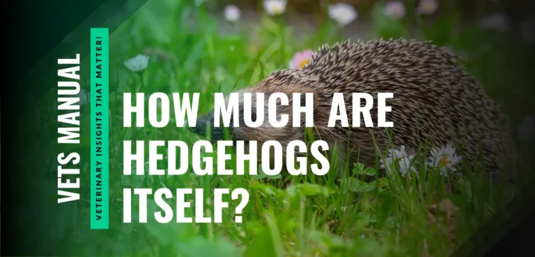 How Much Are Hedgehogs? Cost, Buying Tips, and Care Expenses