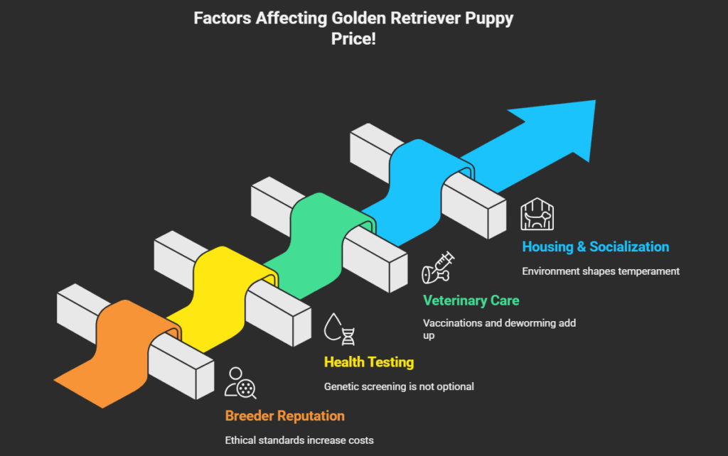Factors Affecting the Price of Golden Retriever Puppy!