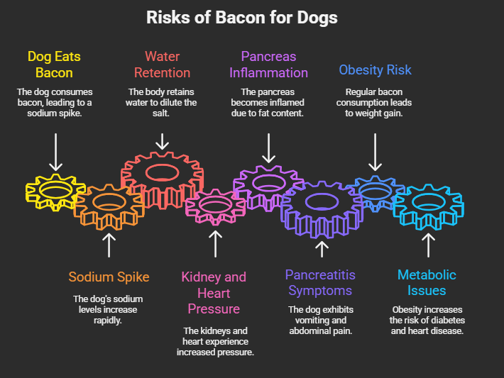 Risks of Bacon for Dogs!
