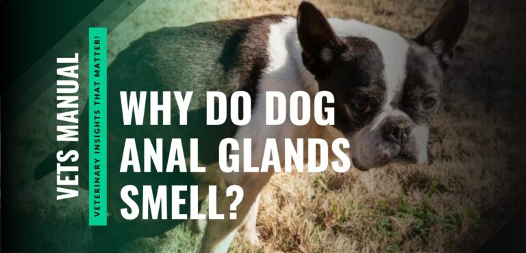 Why Do Dog Anal Glands Smell and How to Manage Them?