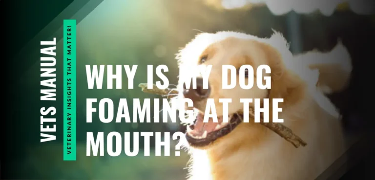 Why Is My Dog Foaming at the Mouth? Causes and Treatments