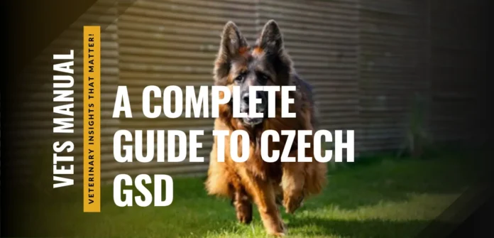Czech GSD - Traits, Training, and Why They Are Unique