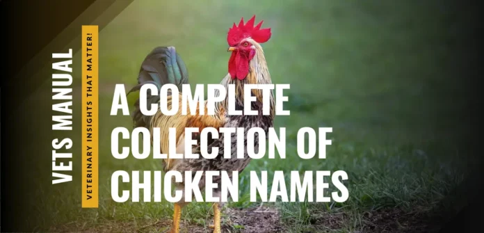 120+ Chicken Names - Funny, Cute, Unique, and Themed Ideas