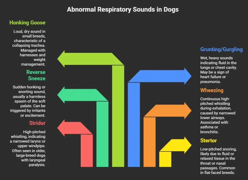 Abnormal Respiratory Sounds in Dogs