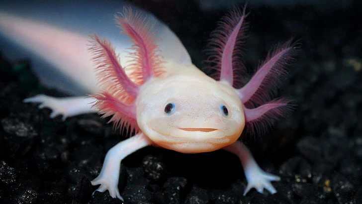Axolotl (The Mexican Walking Fish)