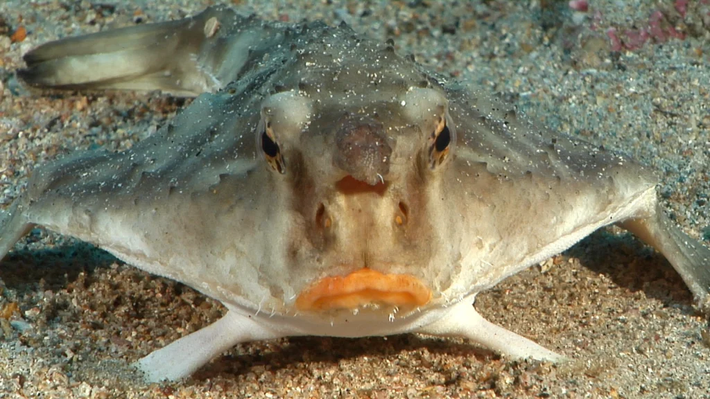 Batfish