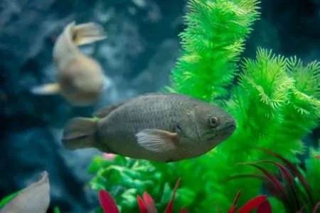Climbing Perch