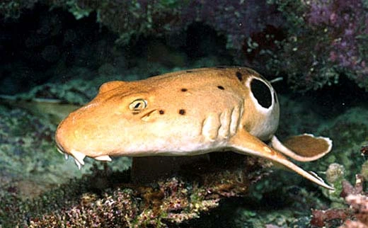 Epaulette Shark