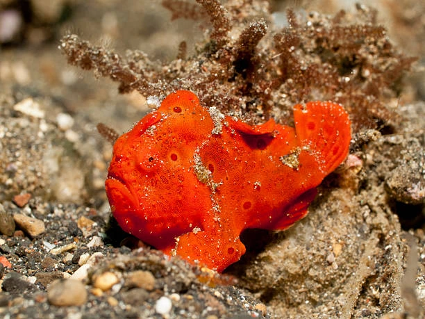 Frogfish