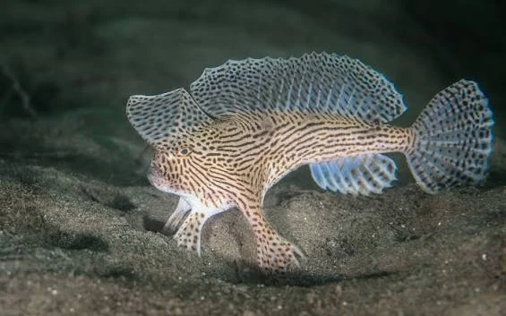 Handfish