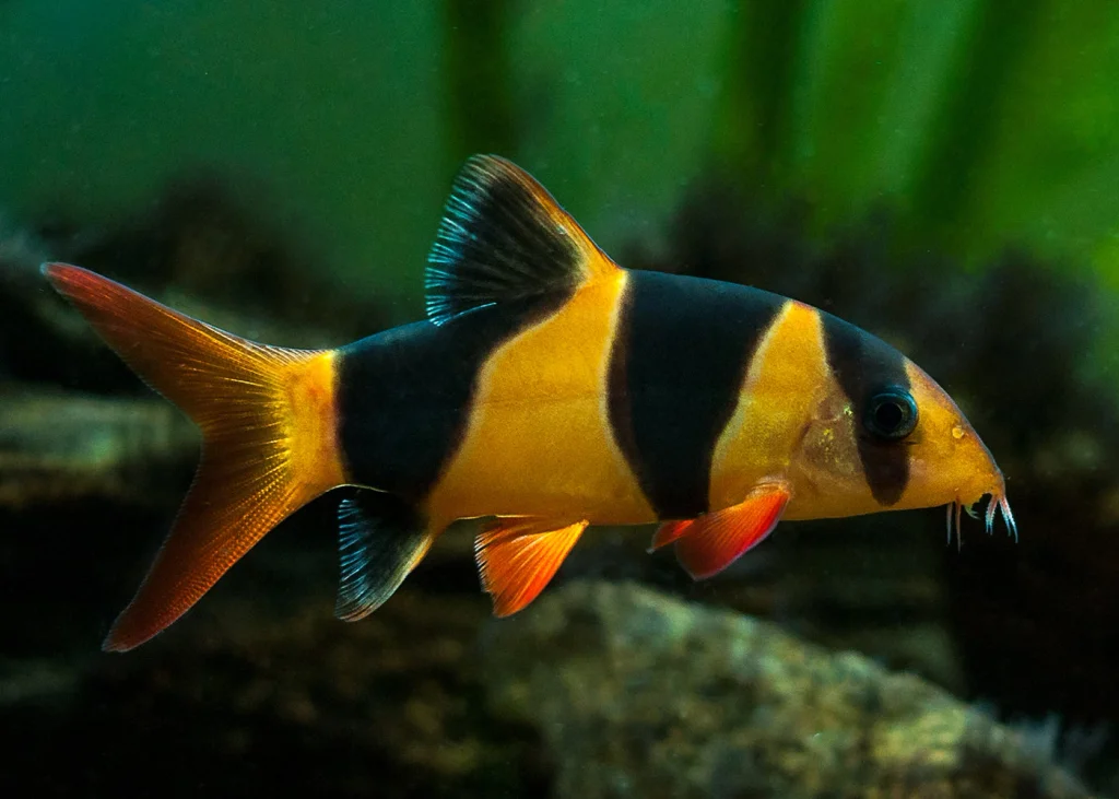 Loach