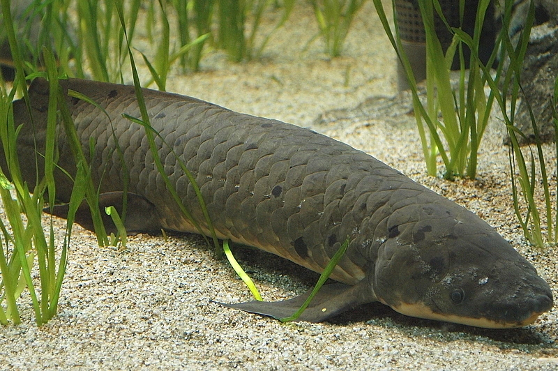 Lungfish