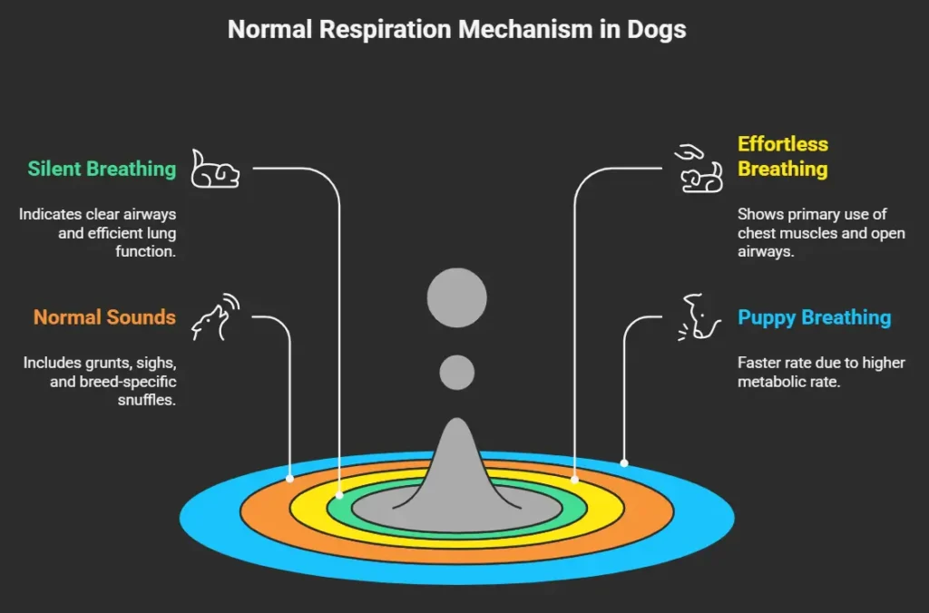 The Mechanics of Healthy Breathing in Dogs