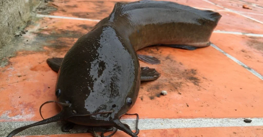 Walking Catfish